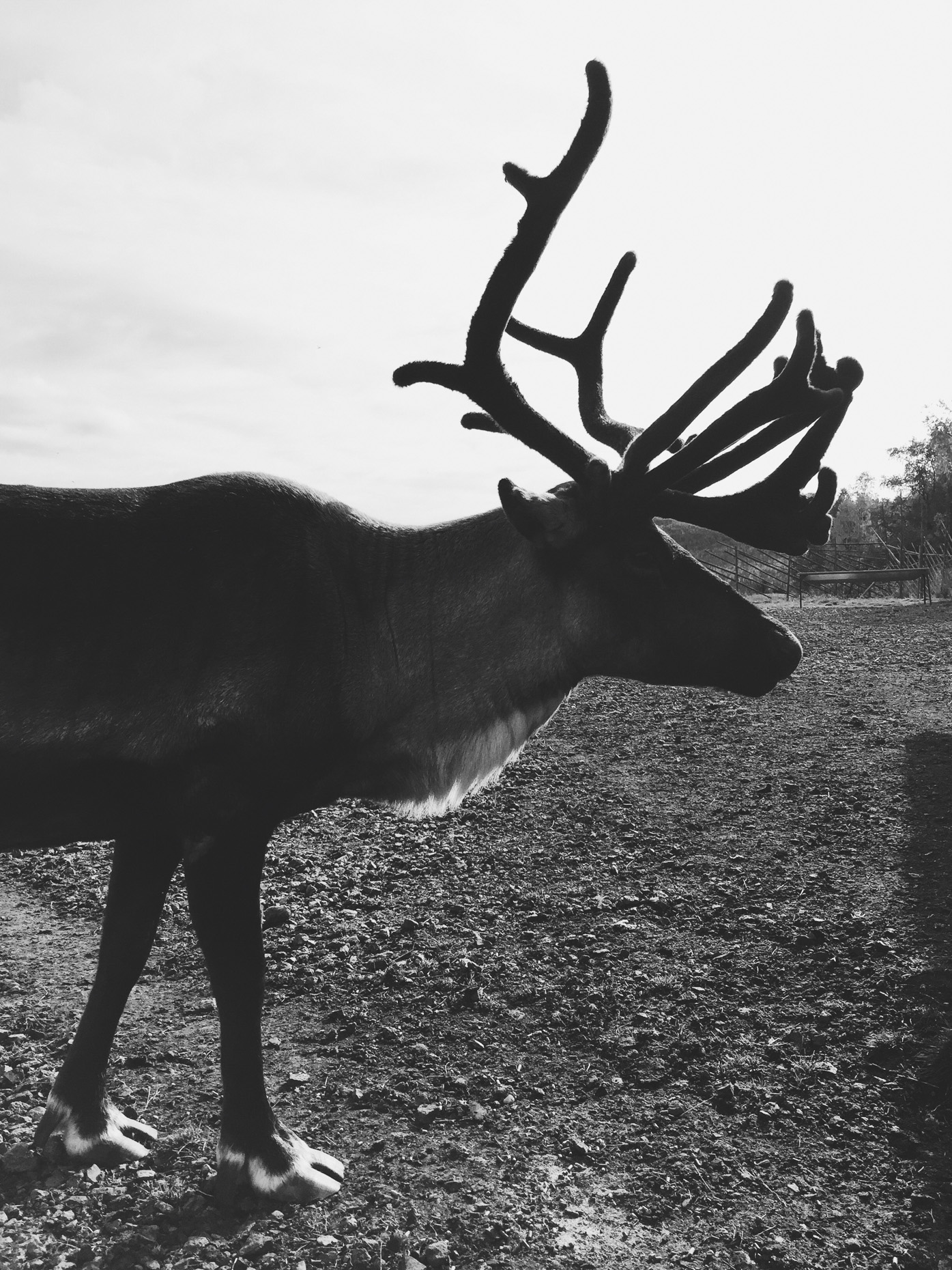 rlapland_reindeer